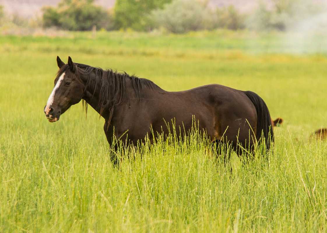 Horse website template